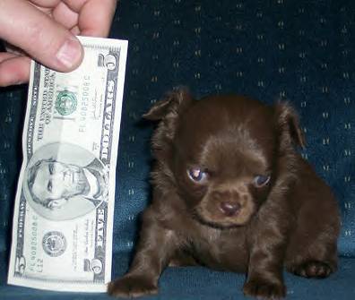 miniature chiweenie puppies for sale